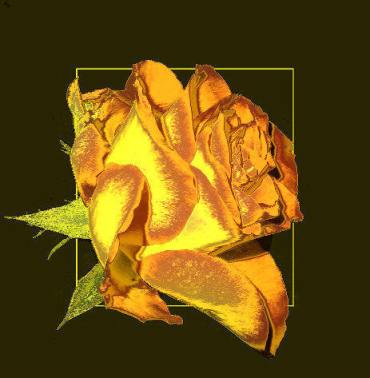 goldene Rose, Hexenkreis,